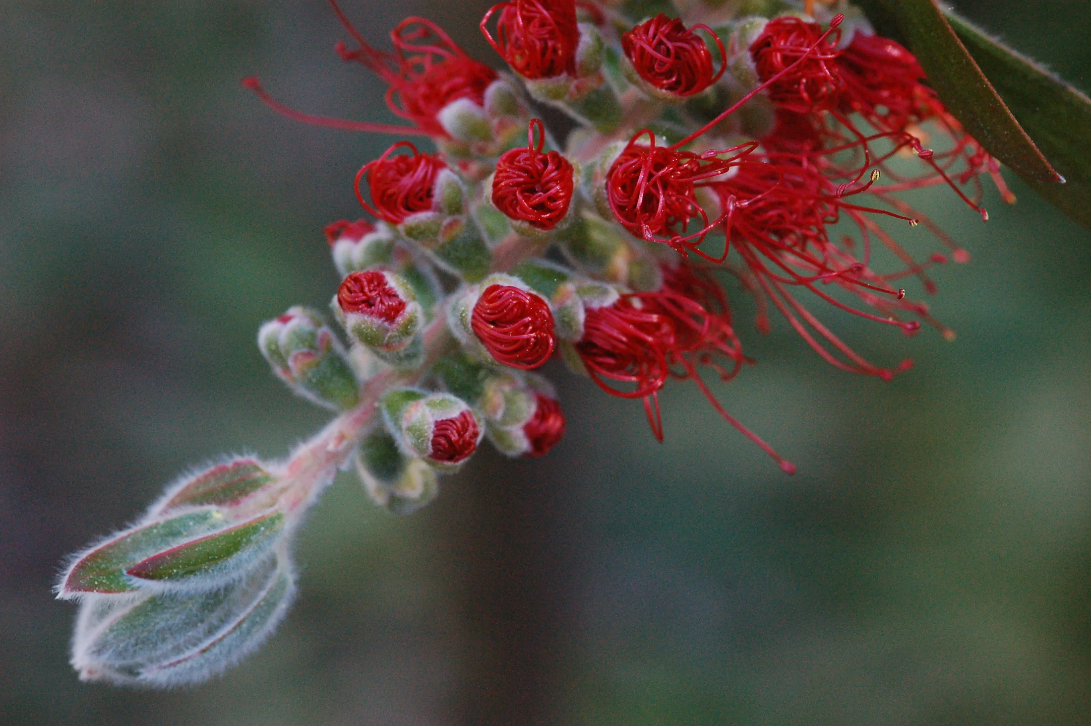 Flowers 1